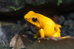 Bedrohte Vielfalt: Amphibien und Reptilien im Fokus